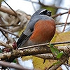 Noordoost-India: Vogelaarsparadijs in Azië