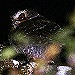 Oog in oog met de mythische Long-whiskered Owlet