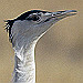 Indische Trappen in de Thar, Gujarat, India, 1987