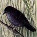 Marsh Tapaculo: nauwelijks bekend maar zeker niet onbemind