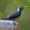 Vogels en meer in Gujarat, India