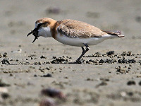 Birding in Gambia……twintig jaar later