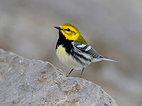 The magic of migration hotspots: Point Pelee