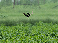 Birding Rajasthan, India, during the monsoon July-August 2025