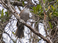 Drie Lost Species terugvinden op New Ireland, Papoea-Nieuw-Guinea