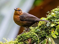 Oproep: Search for Lost Birds!