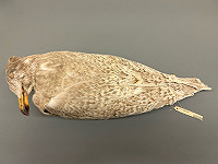 Katwijkse Grote Burgemeester in New York