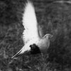 Steppehoen, Amsterdamse Waterleidingduinen 1964: een wel heel trage reactie...