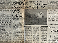 Eerste foto van Ross' Meeuw in ons land!