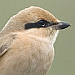 Daurische Klauwieren in Nederland