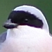 Kleine Klapeksters in Nederland