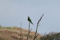 Groene Bijeneter in de AWD - ontdekkingsverhaal & Most Wanted Update
