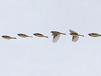 MOST WANTED: MASKERGORS