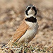 Programma Dutch Birding-vogeldag 2013