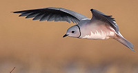 Satellite tracking of Ross's Gulls