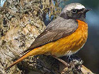 Geographical variation in Common Redstart calls