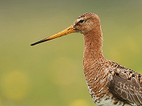 Measurement of relative bill length of Black-tailed Godwits from photographs