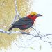 Clive F Mann 2008: The birds of Borneo