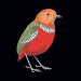 A comparison of two recent field guides on Bornean birds