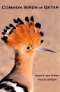 Common birds of Qatar