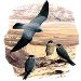 Birds of the Middle East