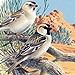 Birds of Central Asia