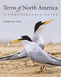 Terns of North America – A Photographic Guide