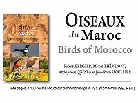 Oiseaux du Maroc / Birds of Morocco