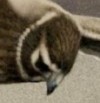 Joe Hobbs' List of Birding References
