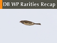 DB WP Rarities Recap November 2025