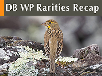 DB WP Rarities Recap October 2025