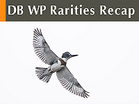 DB WP Rarities Recap December 2025