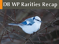 DB WP Rarities Recap January 2026