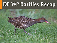 DB WP Rarities Recap February 2026