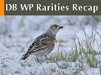 DB WP Rarities Recap April 2026