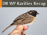 DB WP Rarities Recap May 2026