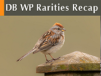DB WP Rarities Recap July 2026
