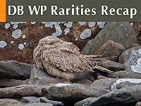 DB WP Rarities Recap September 2026