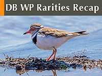 DB WP Rarities Recap March 2026