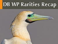 DB WP Rarities Recap June 2026