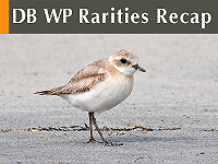 DB WP Rarities Recap August 2026
