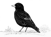 Update Petsjorapieper