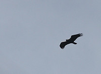 Vroeg voorjaar in Extremadura