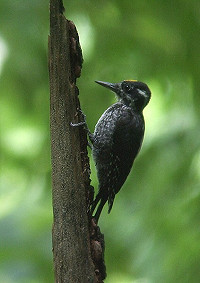 Vogelreis naar Noordoost-Polen in de zomer van 2008