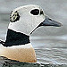 Pasvik, Varanger & 'blue fulmar pelagic', 6-12 mei 2011