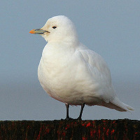 Twitch for the Holy Grail of the Arctic