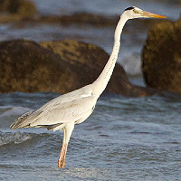 Northern Mauritania: birding for WP specialties