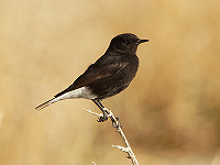 Basalttapuit twitchen in winters Israël, mét bonussoorten