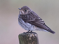 Dark-sided Flycatcher on Herdlevær, Norway, in October 2023
