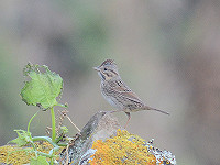 Corvo Birding - 2011 & 2012